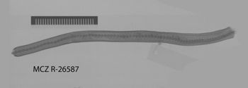 Media type: image;   Herpetology R-26587